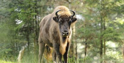 Wisent