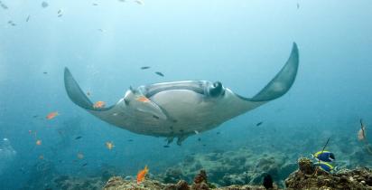 Manta, Rochen, Riff Malediven