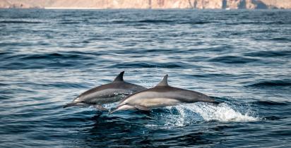 Delfin, Meer Oman