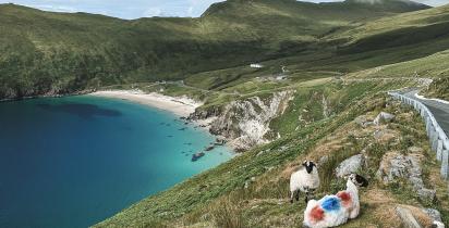 Schafe vor Bucht in Irland Schafe vor Bucht in Irland