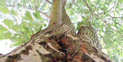 Sonstiges: Makroaufnahme - Baum