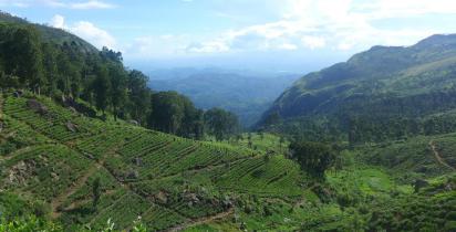 Sri Lanka: Teeplantage