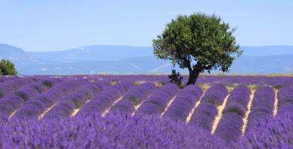 Provence-Alpes-Côte d'Azur Provence