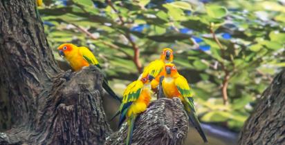 Teneriffa: Ausflugsziel - Loro Parque