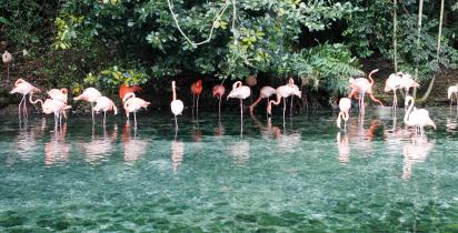 Flamingos in der Dominikanischen Republik