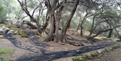 Oliven, Olivenbäume Korfu