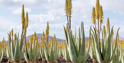 Aloe Vera Fuerteventura