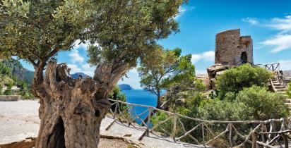 Baum, Turm, Meer Mallorca