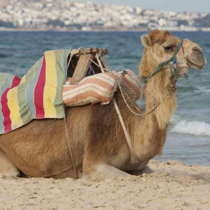 Tunesien - Oase Zarzis