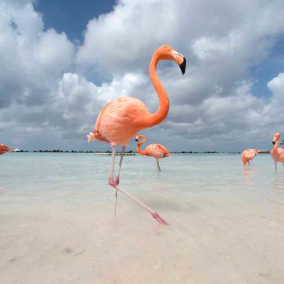 Oranjestad (Insel Aruba)