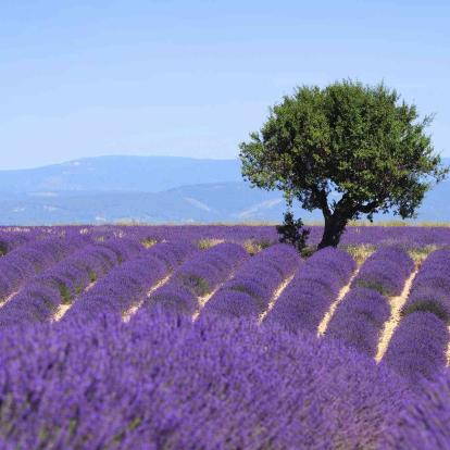 Provence-Alpes-Côte d'Azur