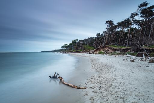 Strand mit angrenzendem Wald