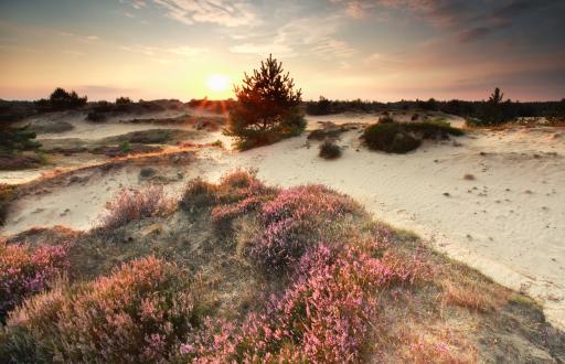 Schoorlse Duinen Niederlande