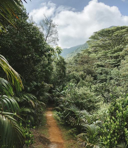Seychellen-Mahe-Anse Major Trail_LVO