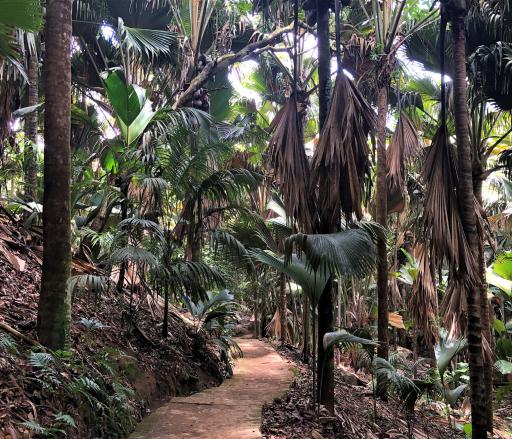 Seychellen-Praslin-Vallee de Mai_LVO.JPG
