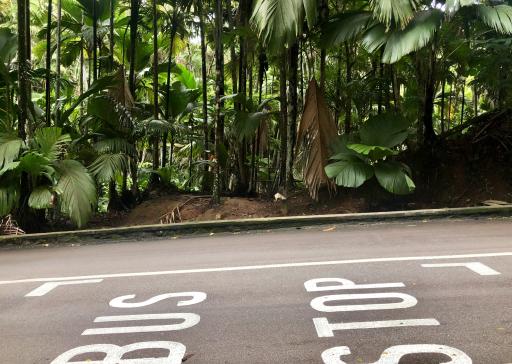 Dschungel, Bushaltestelle Praslin