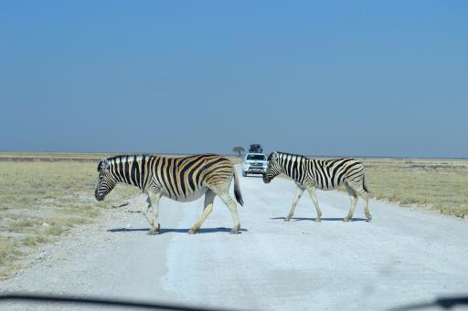 Etosha Nationalpark Namibia