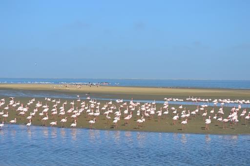 Flamingos Walvis Bay