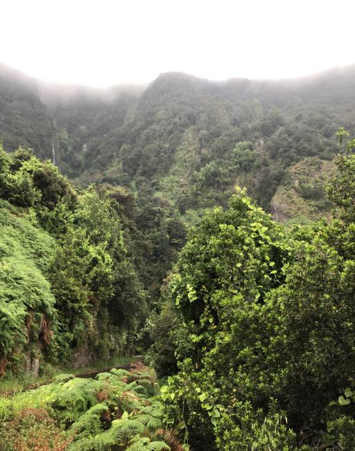 Wald auf Madeira