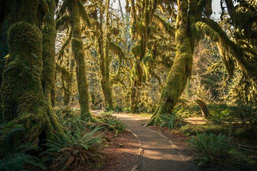 Hoh Rainforest Washington USA