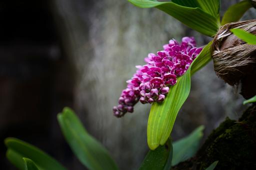 Orchideen auf Reunion