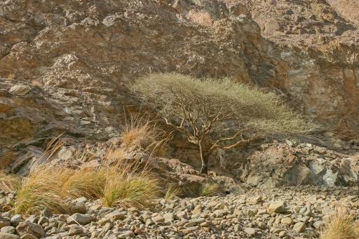 Baum in Wadi