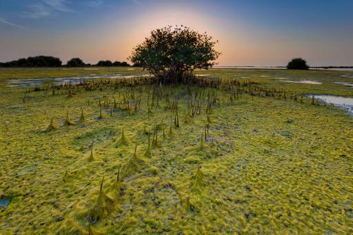 Mangroven bei Sonnenuntergang