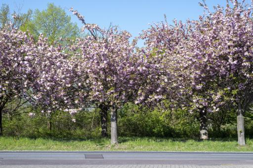 Kirschblüten am Rastplatz