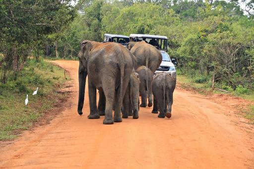 Sri Lanka: Yala National Park Safari