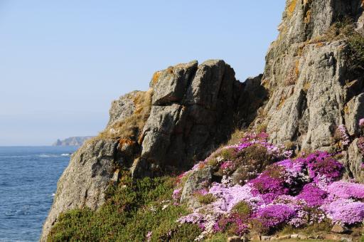 Blumen an Felsküste