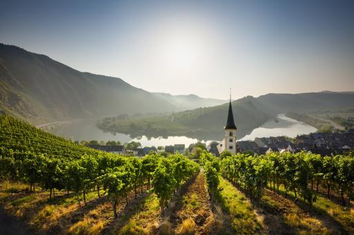 Blick von einem Weinberg auf die Mosel mit Häusern und Kirche im Hintergrund.