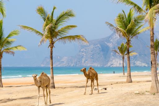 Oman Berge, Meer, Tiere Oman