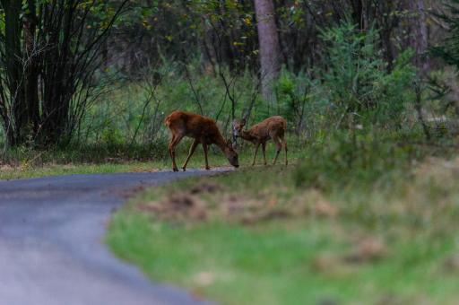 Rehe auf Straße