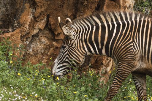 Grasendes Zebra auf Wiese