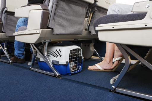 Hundebox im Flugzeug