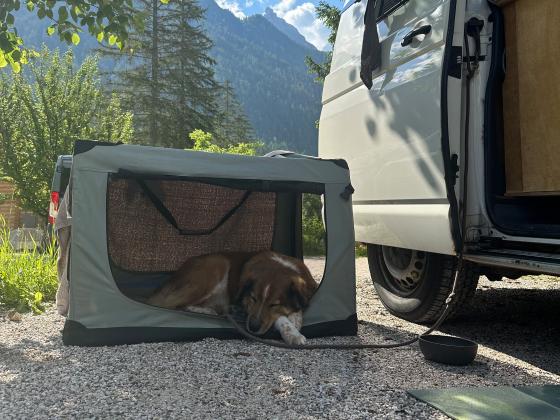 Schlafender Hund neben Auto