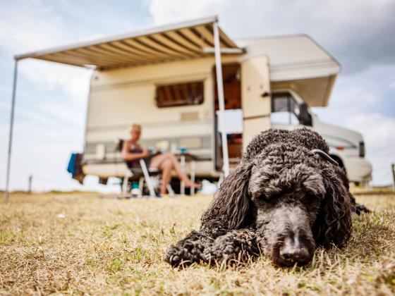 schlafender Hund vor Wohnmobil
