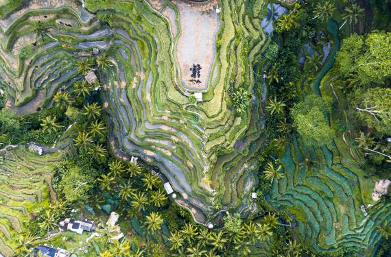 Ubud Ubud