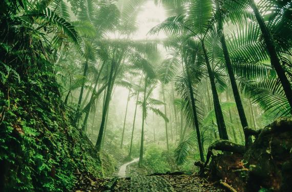 El Yunque Nationalpark Puerto Rico