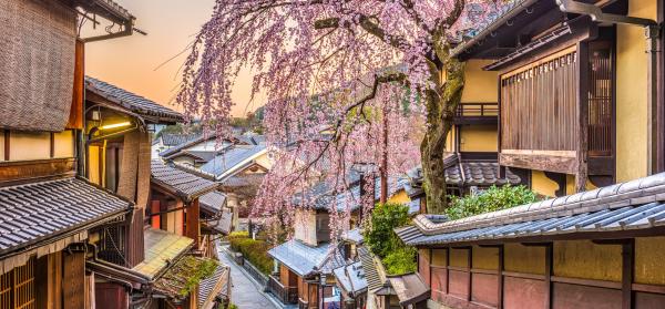 Sakura, Kirschblüte Kyoto