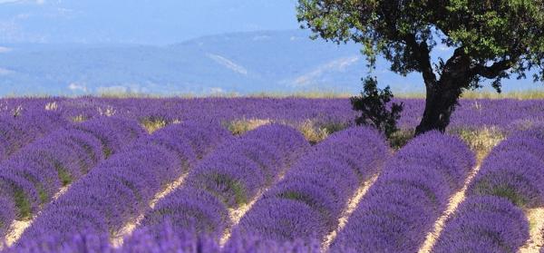 Frankreich: Provence - Emotion II
