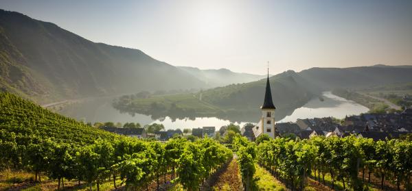 Blick von einem Weinberg auf die Mosel mit Häusern und Kirche im Hintergrund.