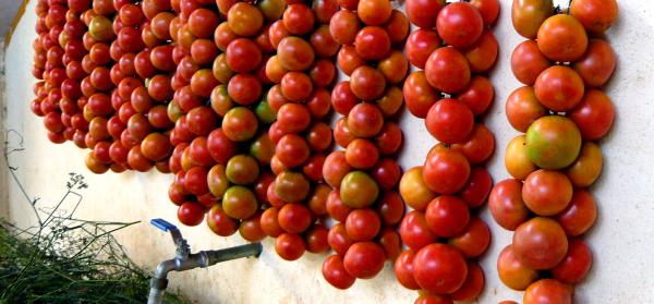 Bündel mit roten Tomaten hängen an einer Wand auf Mallorca.