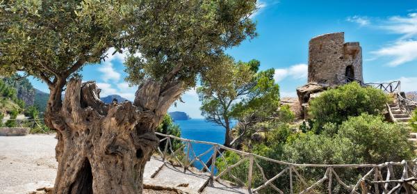 Baum, Turm, Meer Mallorca