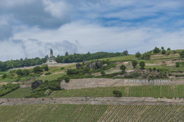 Weinberge mit dem Schriftzug "Rüdesheimer Rottland" auf einem Hügel