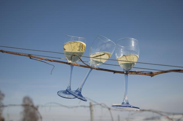 Gefüllte Weißweingläser hängen an Rebdrähten