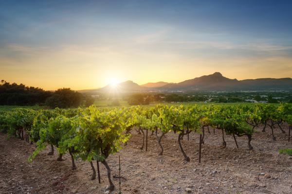 Sonnenuntergang über den Weinreben