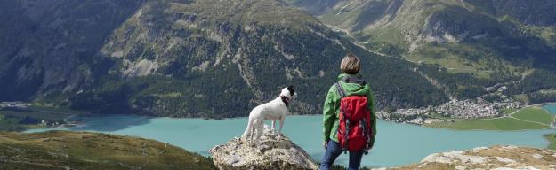Hund, Wandern, Berge, See