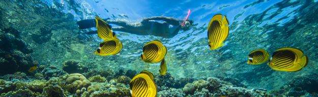 Rotes Meer, Schnorcheln, Unterwasserwelt Sharm el Sheikh / Nuweiba / Taba