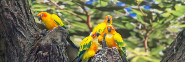 Teneriffa: Ausflugsziel - Loro Parque